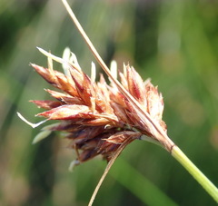 Ficinia fascicularis