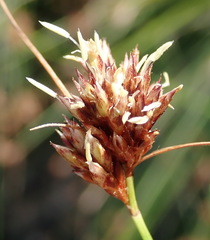 Ficinia fascicularis