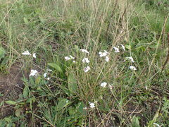 Dontostemon integrifolius