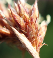 Ficinia fascicularis