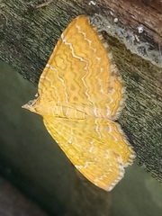 Camptogramma bilineata