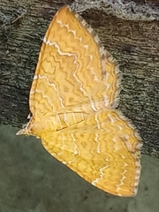Camptogramma bilineata