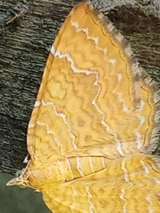 Camptogramma bilineata