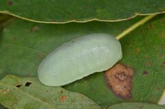 Chalcocelis albiguttatus