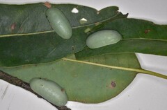 Chalcocelis albiguttatus