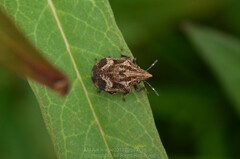 Hotea curculionoides