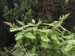 Sorbaria