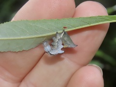 Notodonta scitipennis