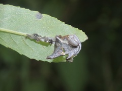 Notodonta scitipennis