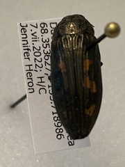 Buprestinae