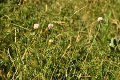 Armeria arenaria