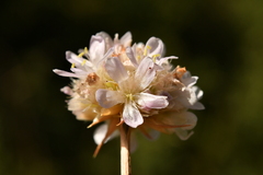 Armeria arenaria