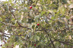 Malpighia mexicana