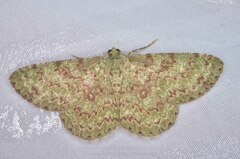 Ophthalmitis
