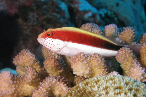 Freckled Hawkfish