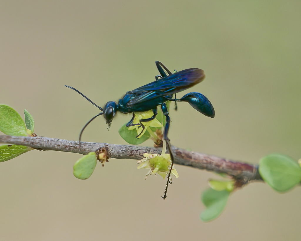 Nearctic Blue Mud-dauber Wasp