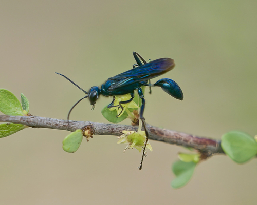 Nearctic Blue Mud-dauber Wasp