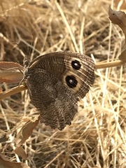 Cercyonis pegala paludum