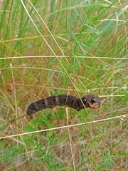 Deilephila elpenor