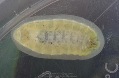 Chalcocelis albiguttatus