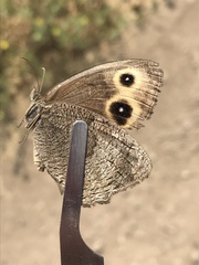 Cercyonis pegala paludum