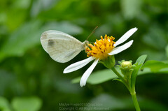 Leptosia nina