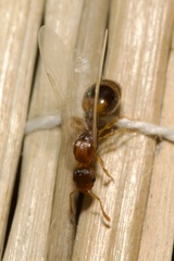 Temnothorax