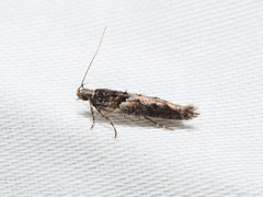 Telphusa sedulitella