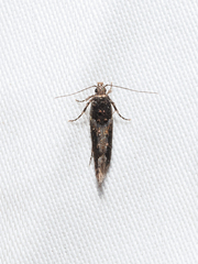 Telphusa sedulitella