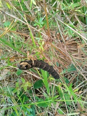 Deilephila elpenor