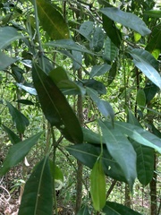 Faramea occidentalis