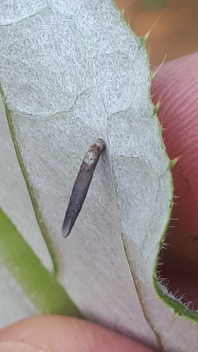 Coleophora pulmonariella