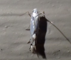 Phyllocnistis populiella