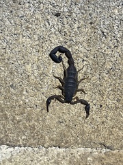 Centruroides edwardsii