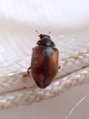 Scymnus suturalis