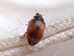 Scymnus suturalis