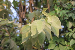 Malpighia mexicana