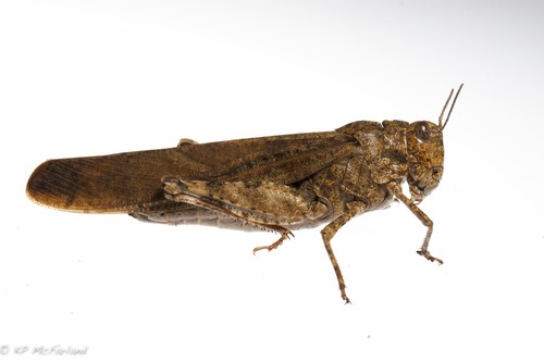 Dissosteira carolina