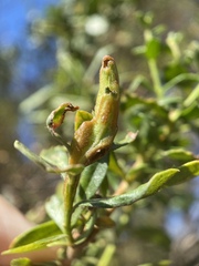 Rhopalomyia baccharis