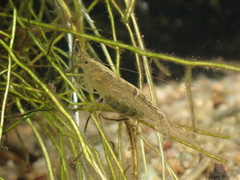 Caridina typus