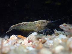 Caridina typus