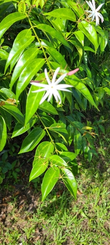 Foto de Jasmim-estrela