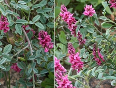 Indigofera intermedia