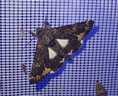 Catephia alchymista