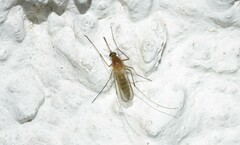 Culiseta longiareolata