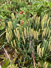 Diphasiastrum alpinum image