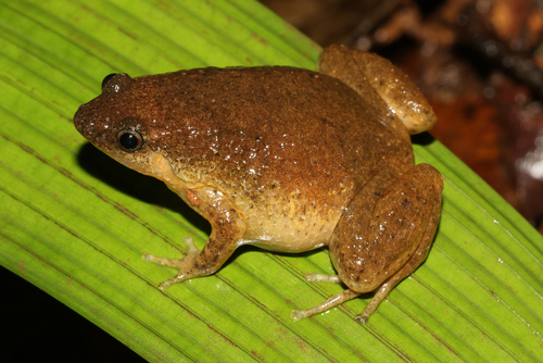 Copiula derongo, 2022-08-04