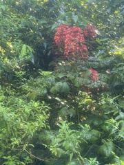 Clerodendrum paniculatum