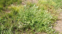 Dischisma ciliatum erinoides