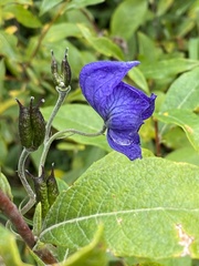 Aconitum delphiniifolium